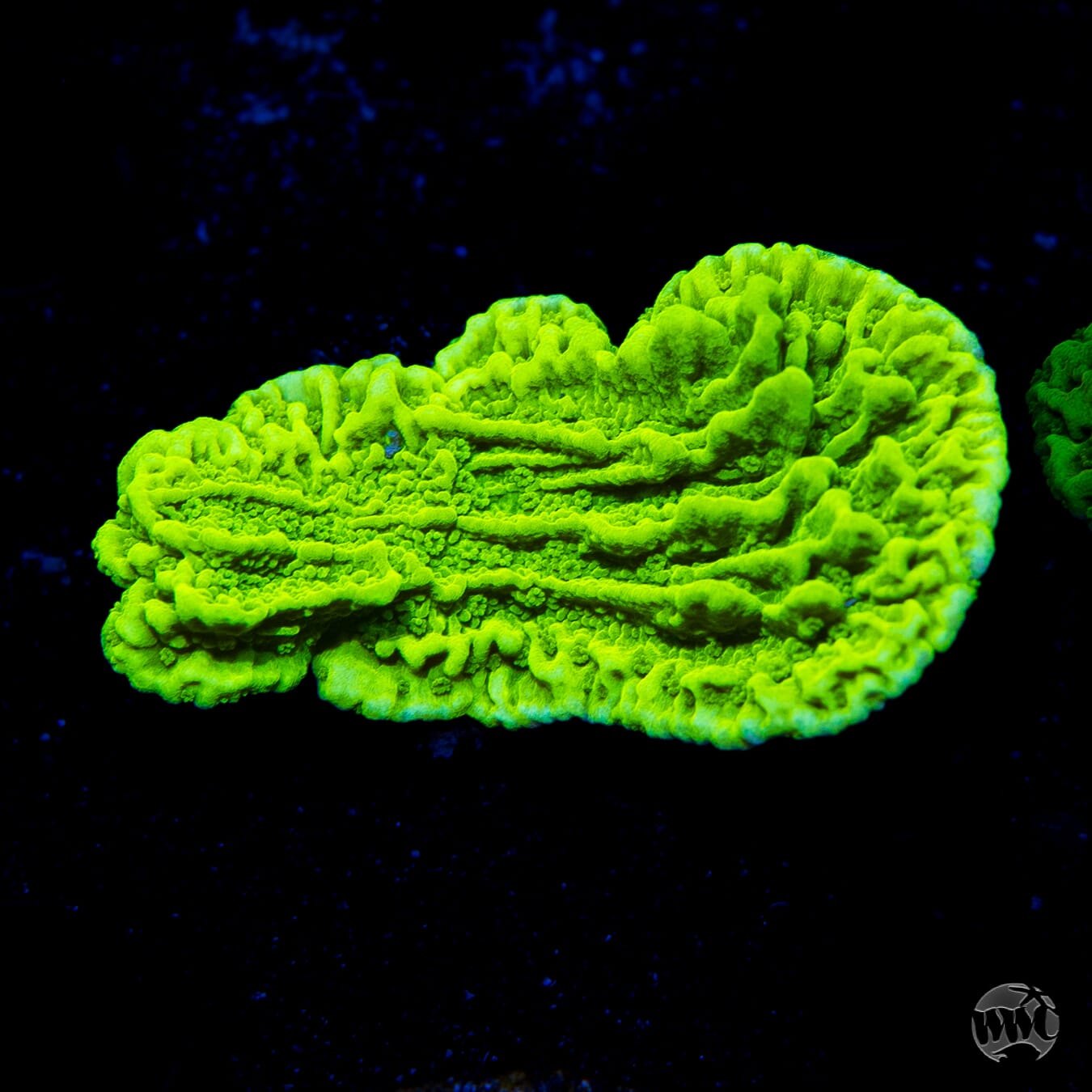 Tyree Aequituberculata Cap Montipora
