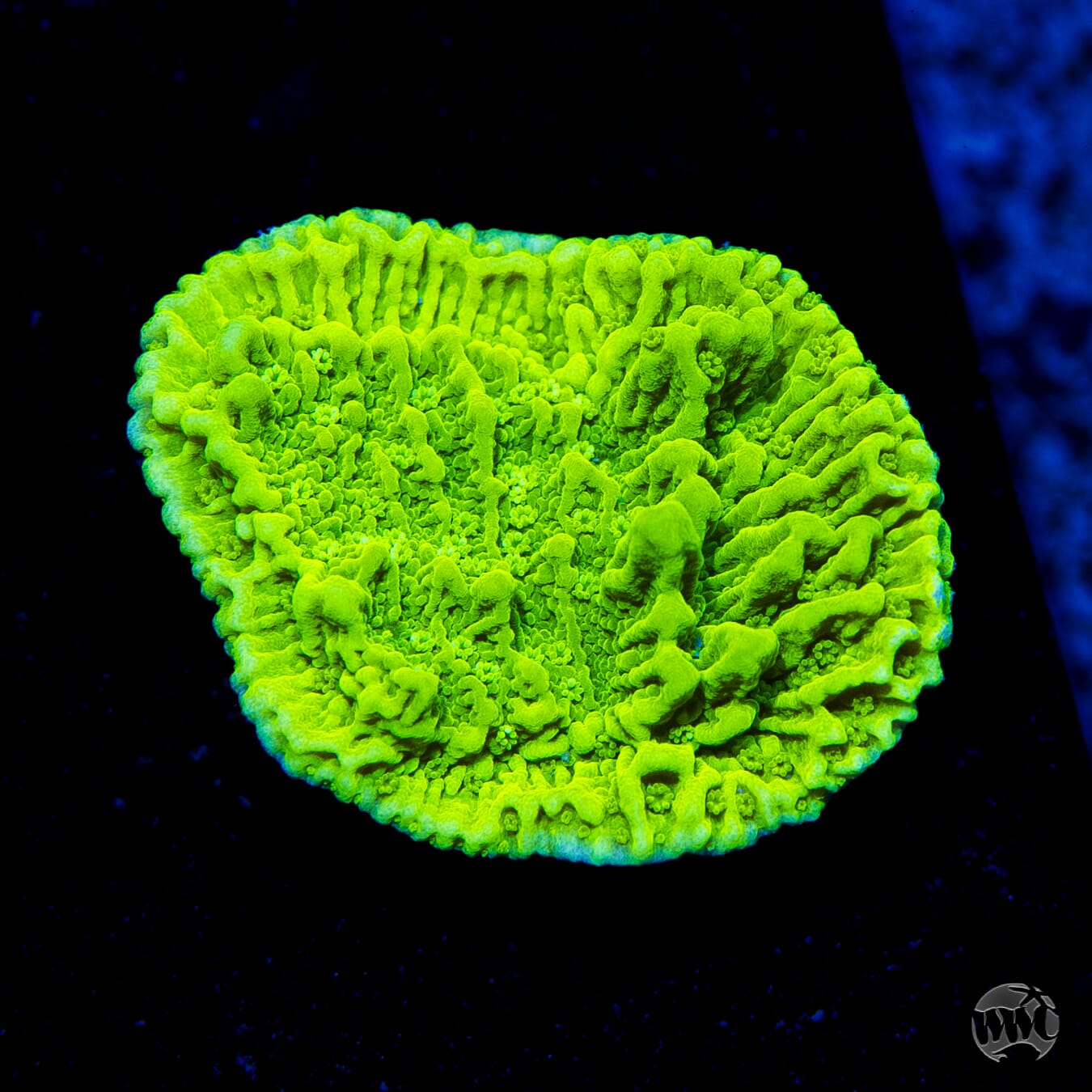 Tyree Aequituberculata Cap Montipora