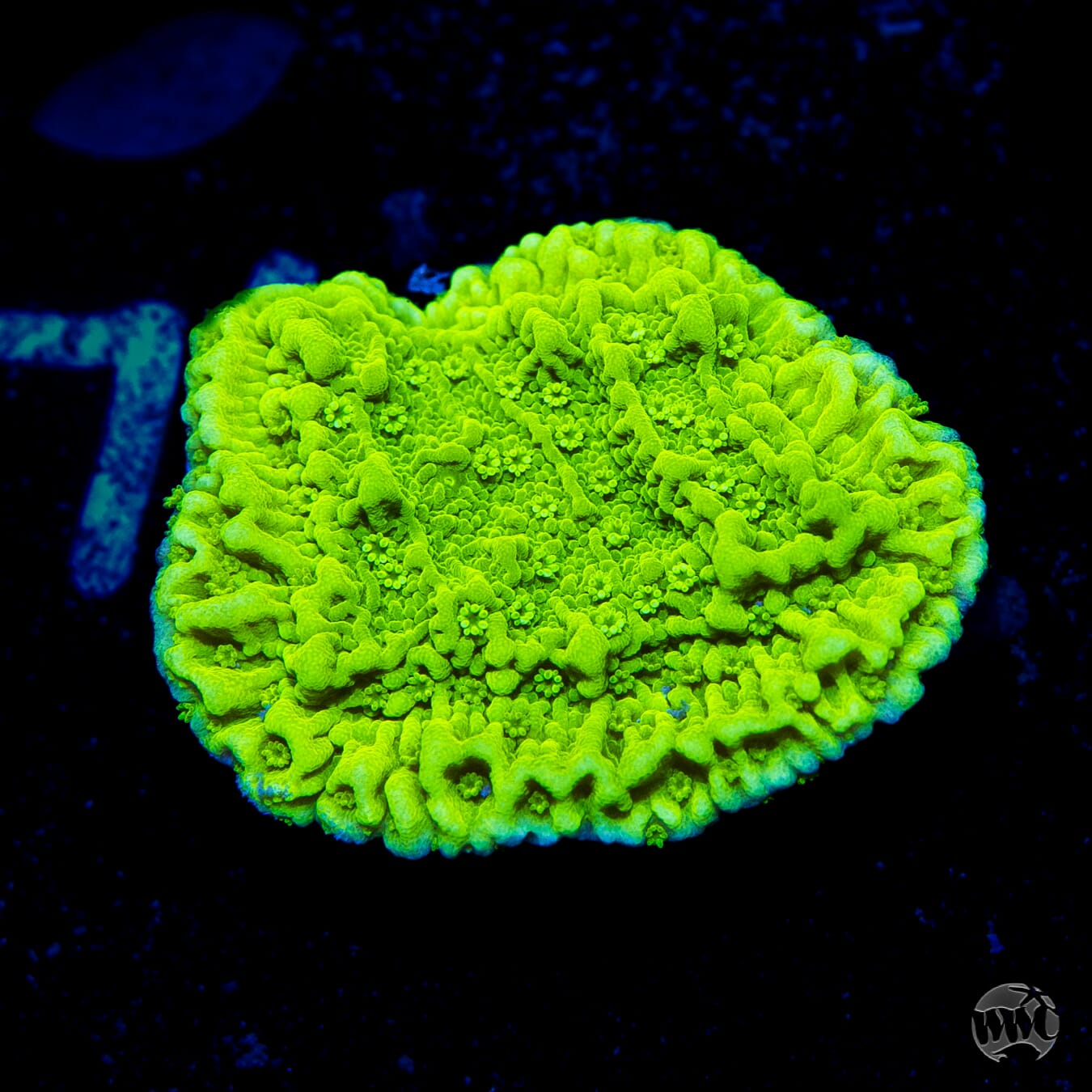 Tyree Aequituberculata Cap Montipora