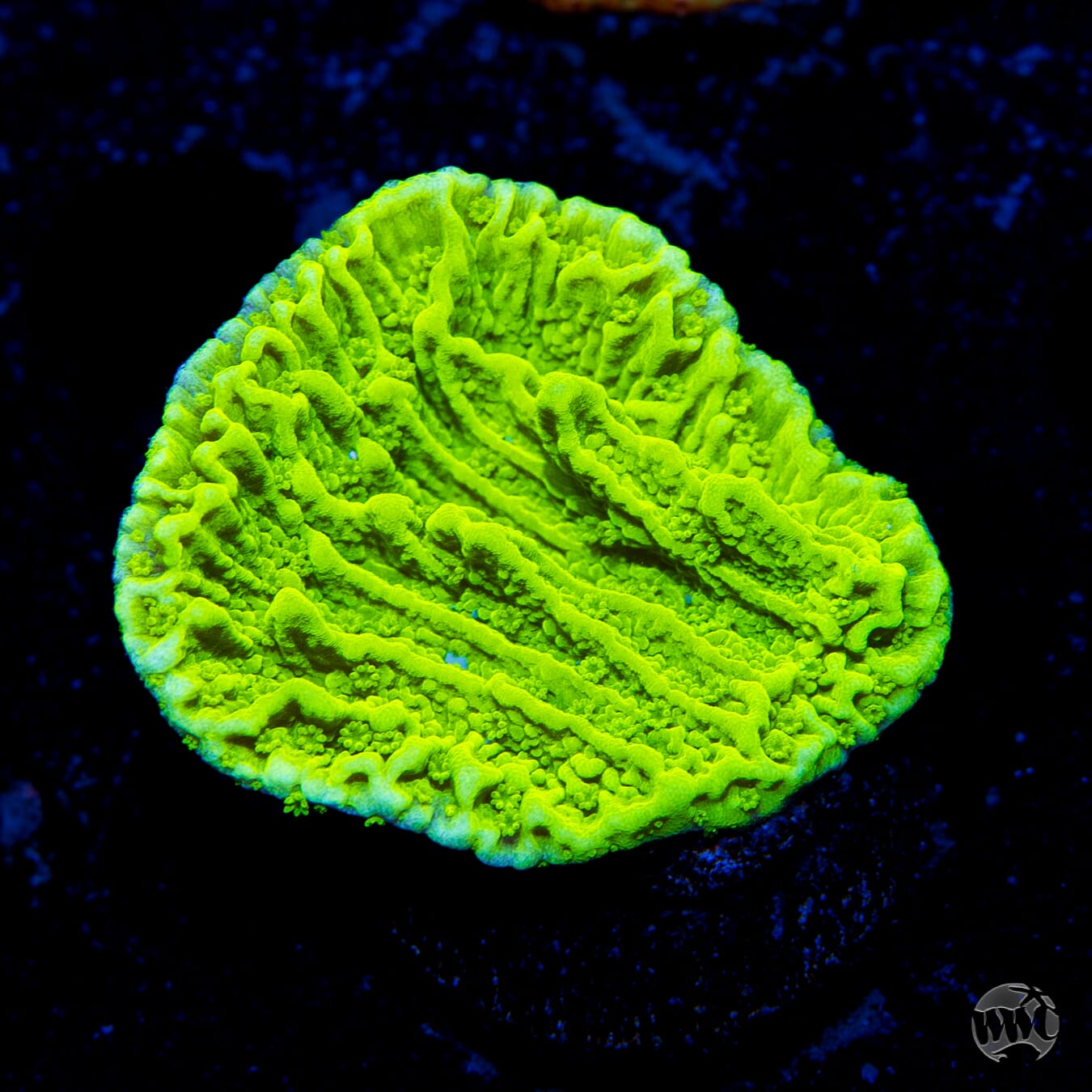 Tyree Aequituberculata Cap Montipora