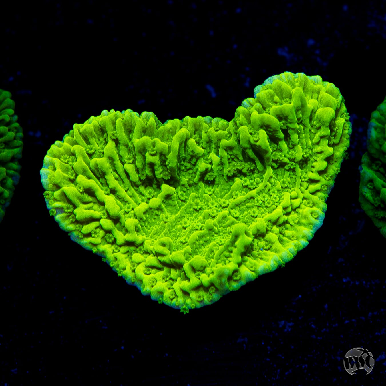 Tyree Aequituberculata Cap Montipora