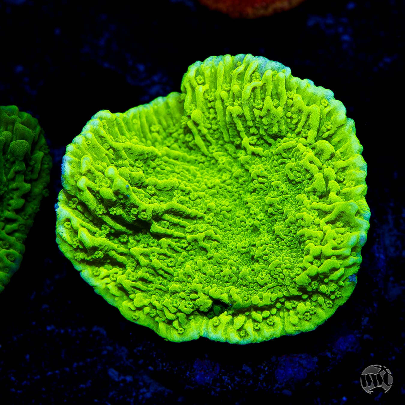 Tyree Aequituberculata Cap Montipora