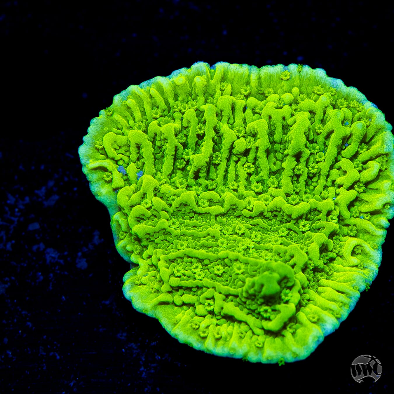 Tyree Aequituberculata Cap Montipora