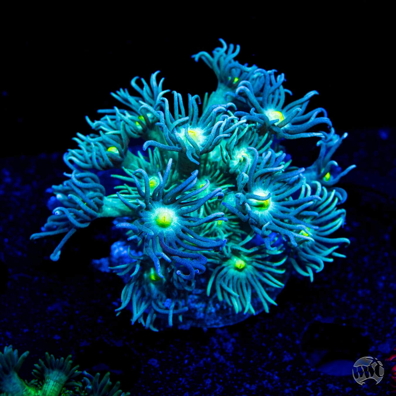 WWC Witches Fingers Goniopora