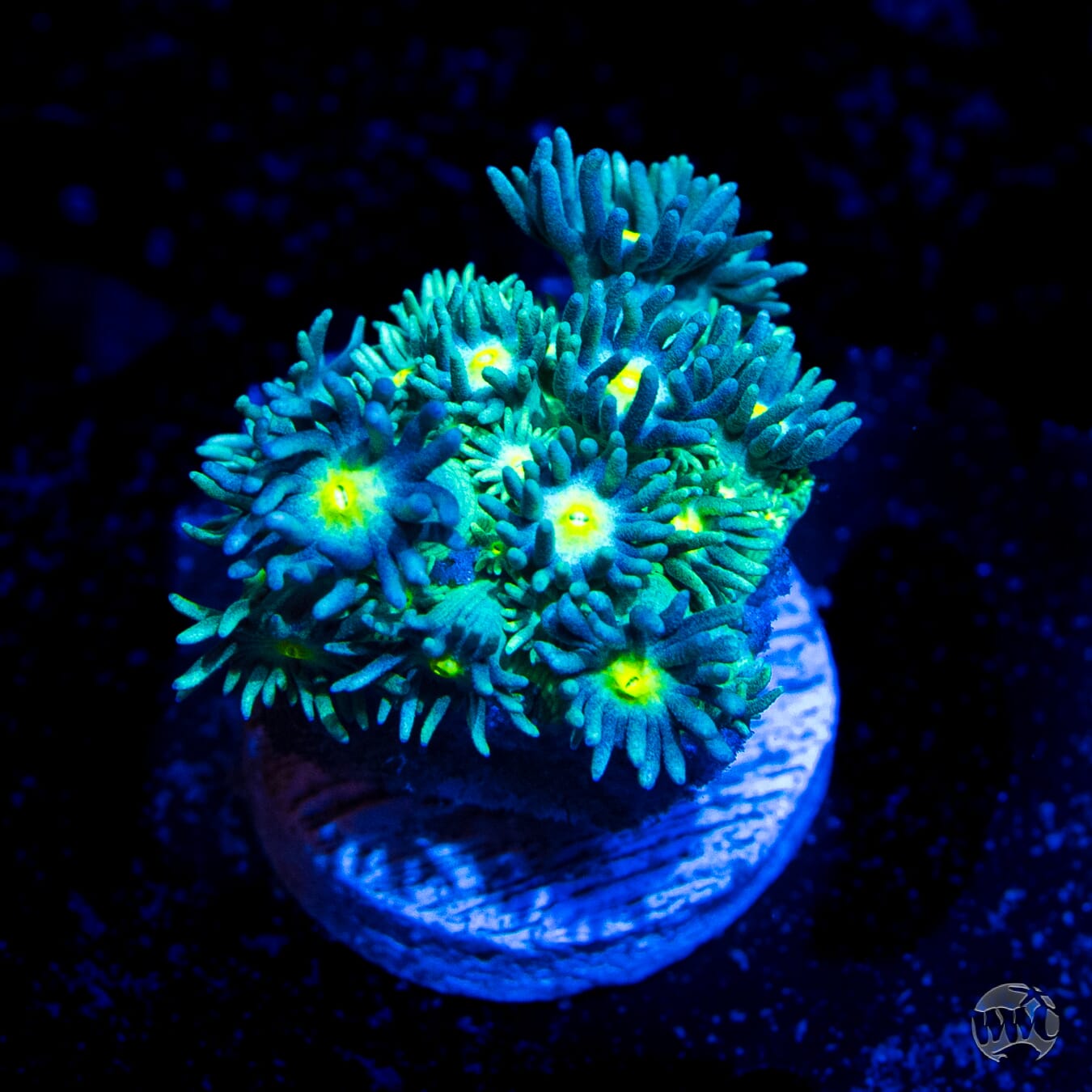 WWC Witches Fingers Goniopora