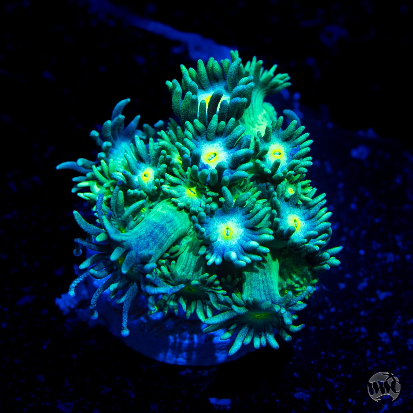 WWC Witches Fingers Goniopora