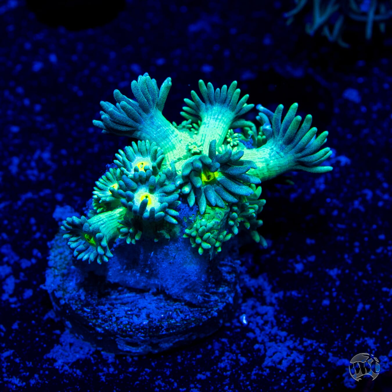 WWC Witches Fingers Goniopora