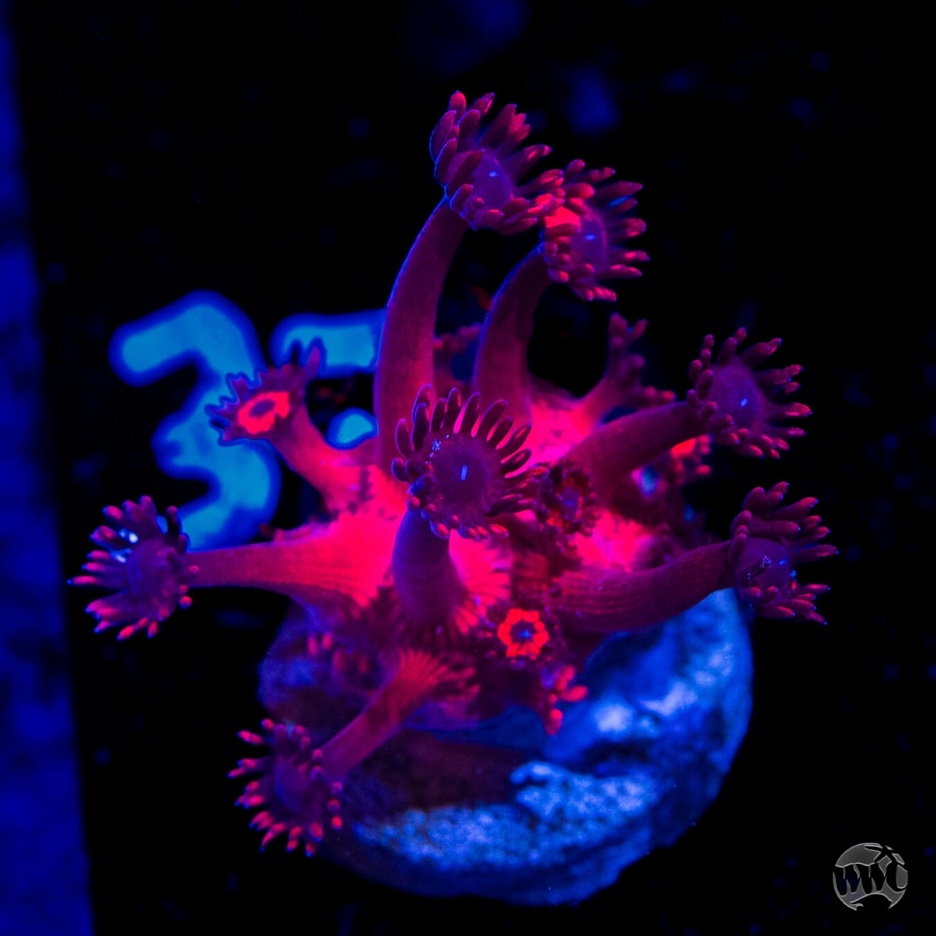 WWC Cherry Red Goniopora