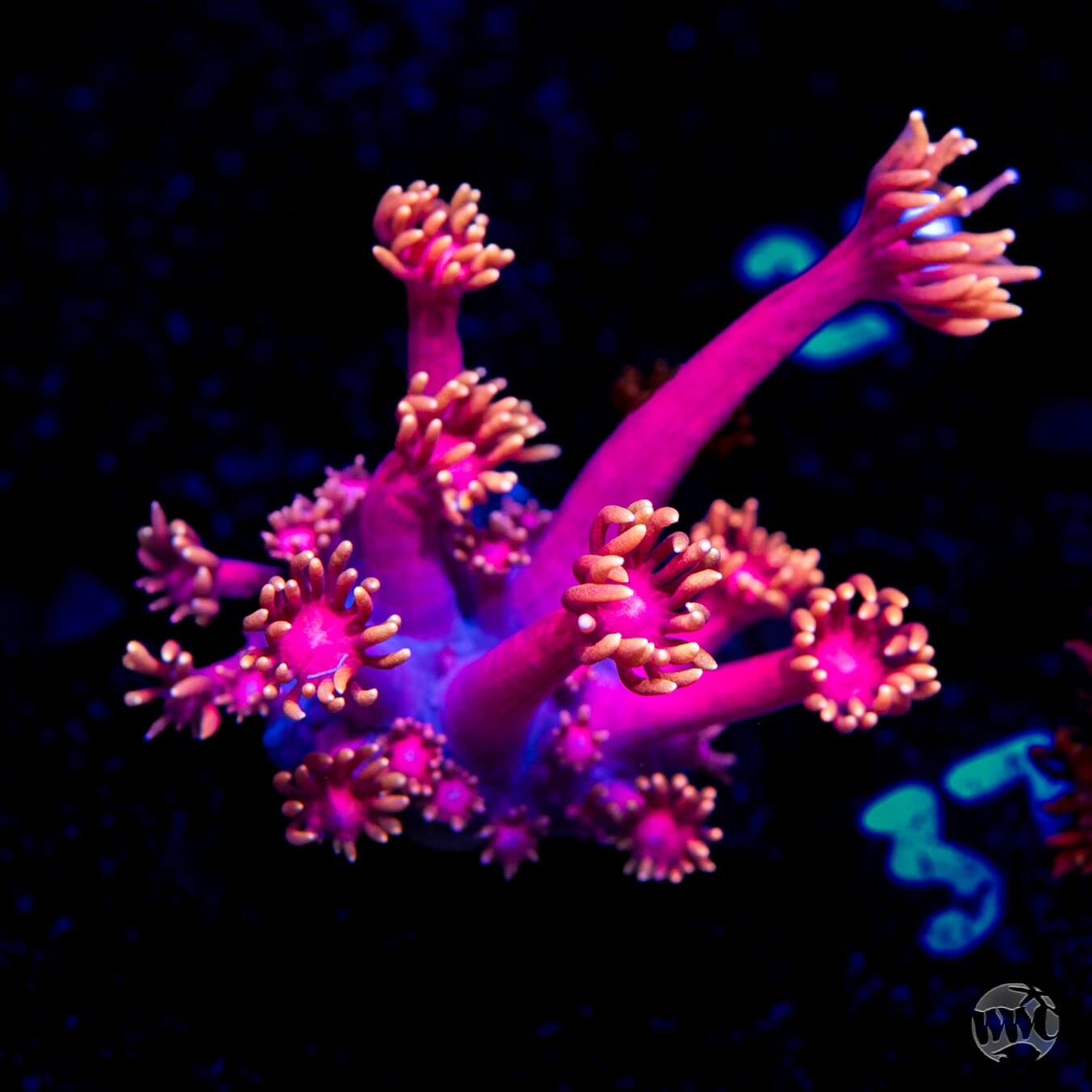WWC X-Rated Goniopora