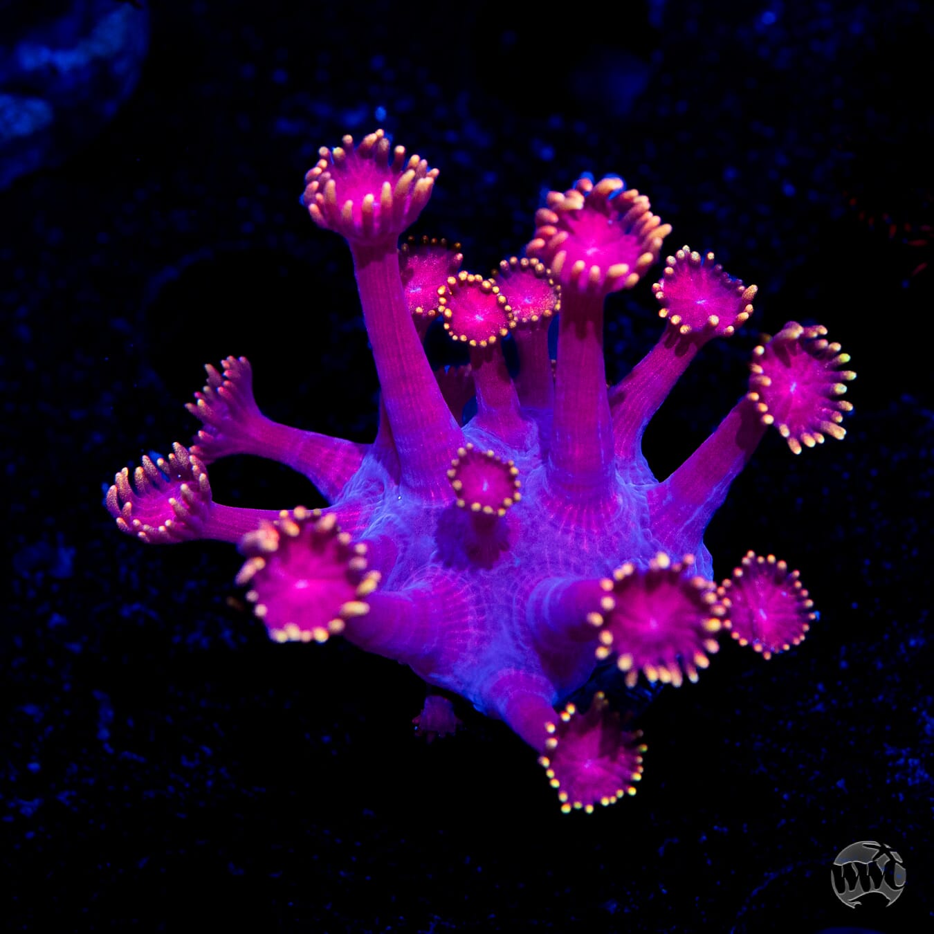 WWC X-Rated Goniopora