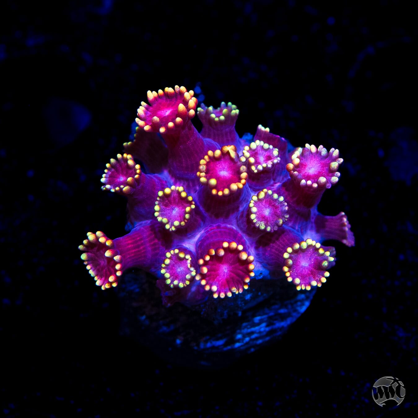 WWC X-Rated Goniopora