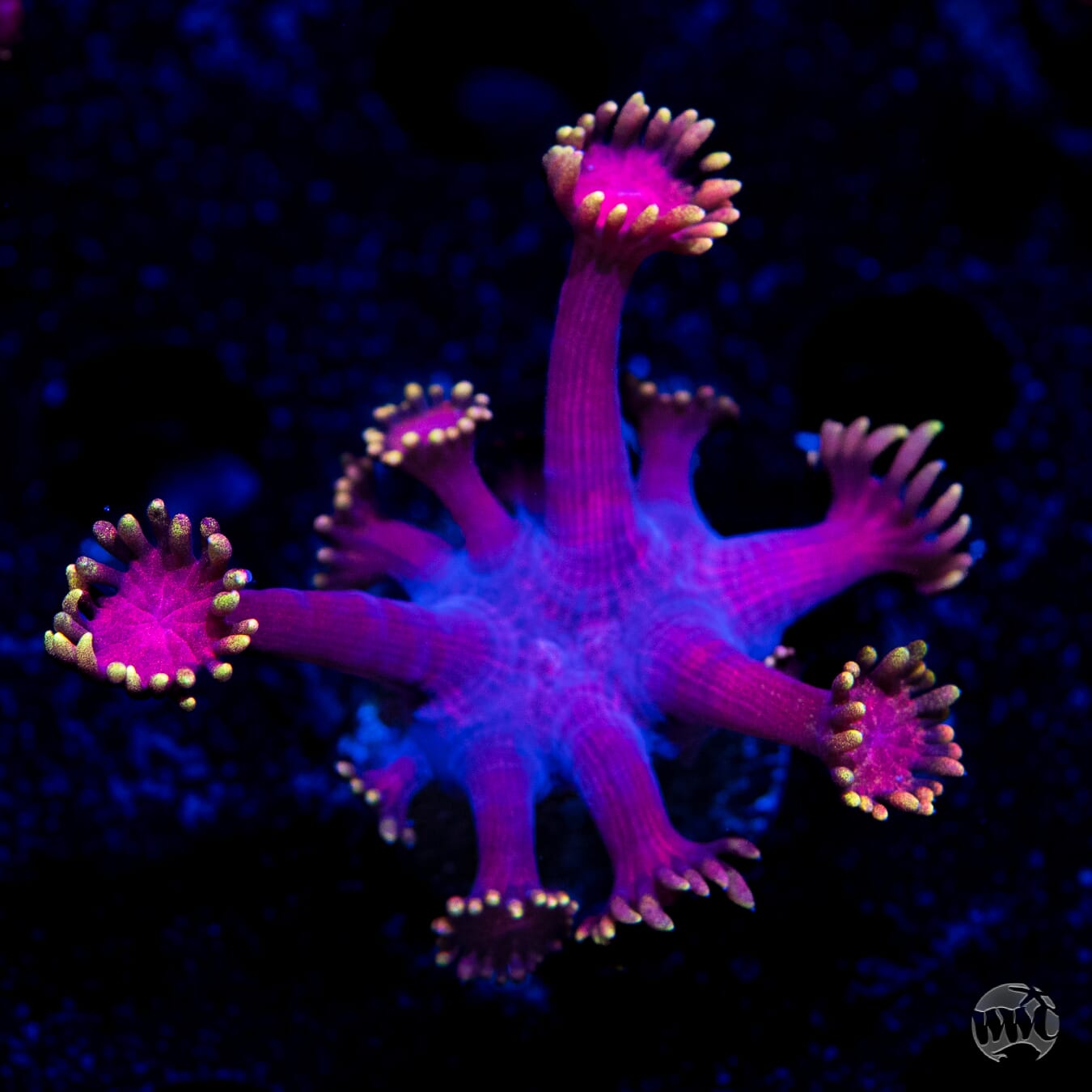 WWC X-Rated Goniopora