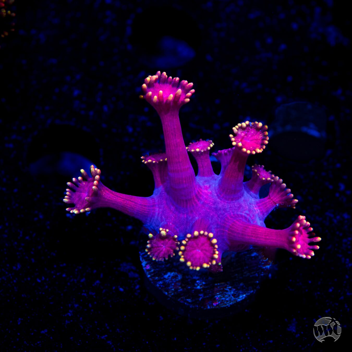 WWC X-Rated Goniopora
