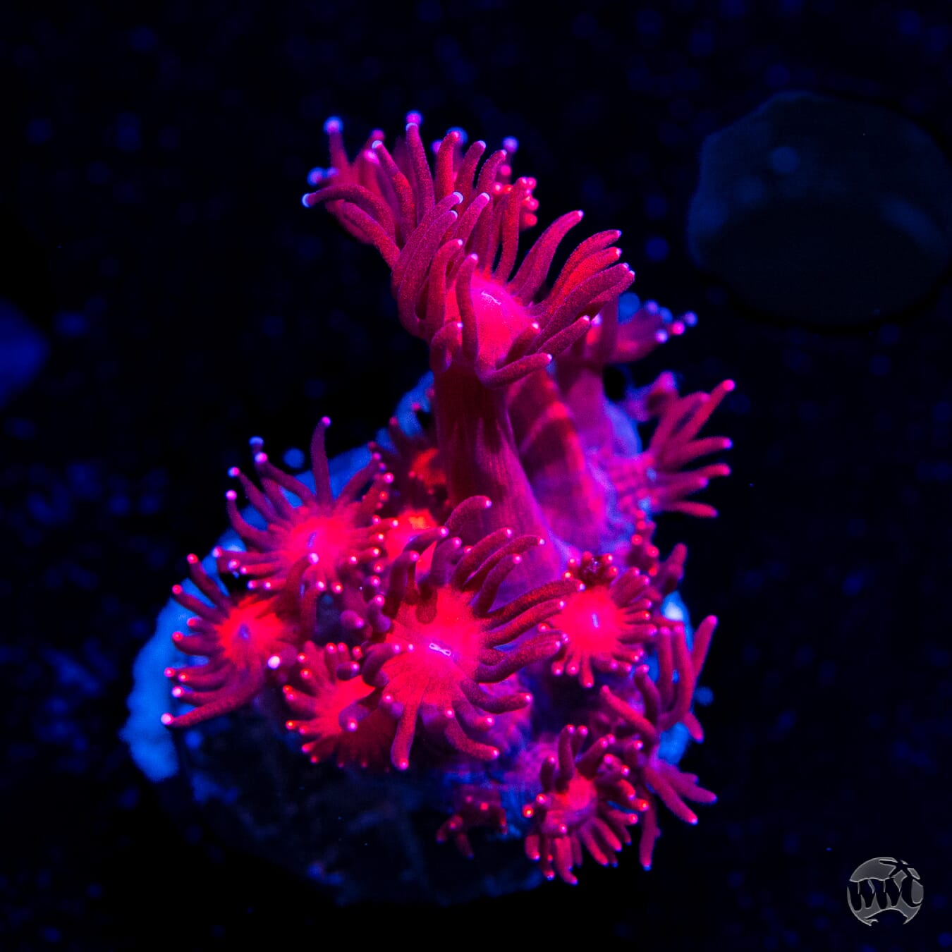 Fire Blossom Goniopora