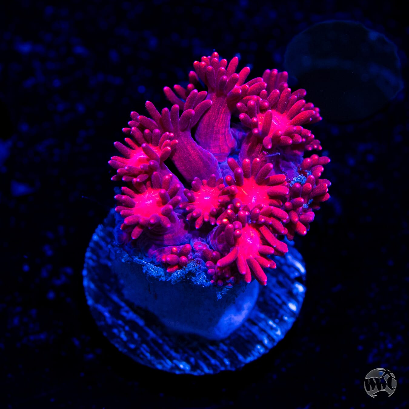 Fire Blossom Goniopora