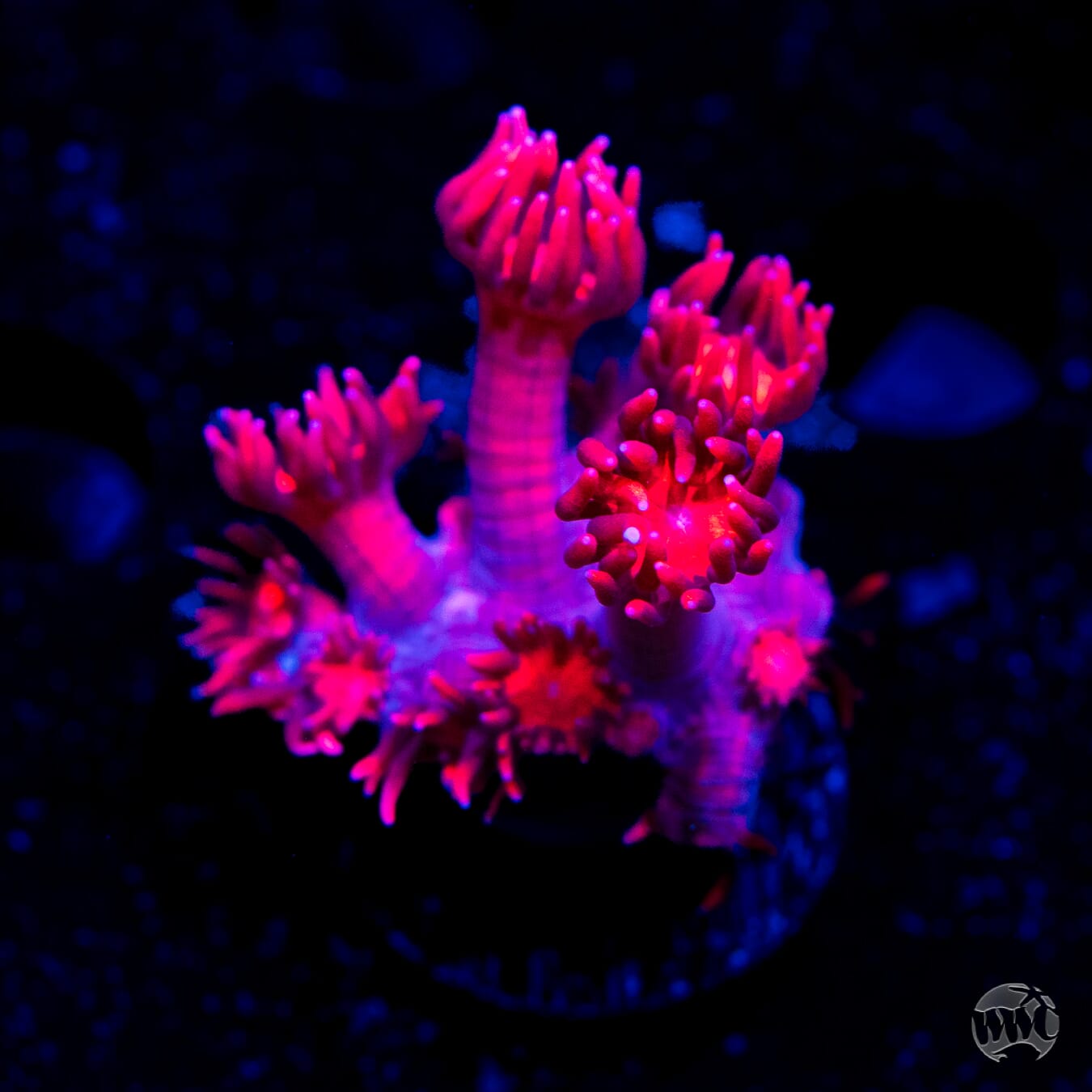 Fire Blossom Goniopora