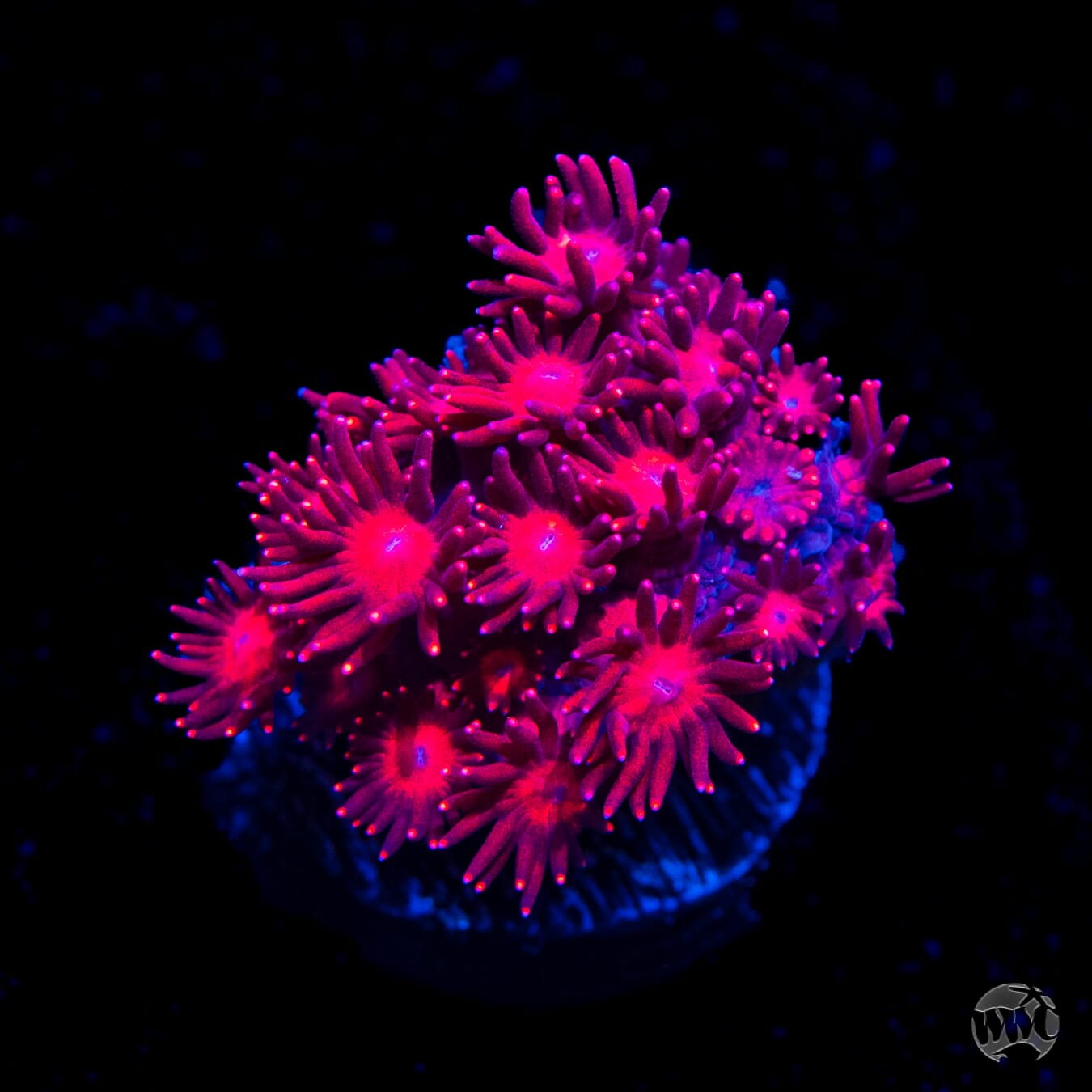Fire Blossom Goniopora