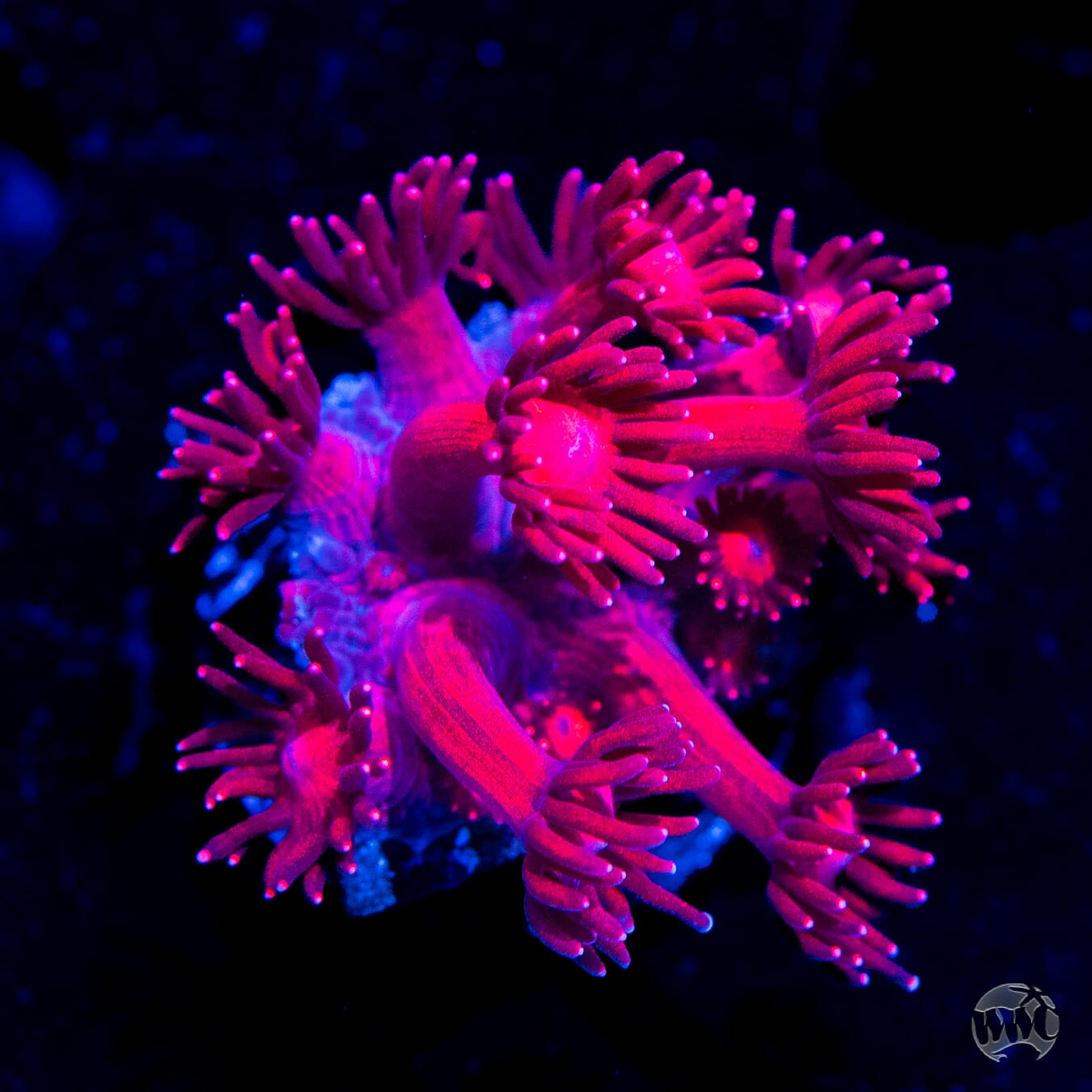 Fire Blossom Goniopora