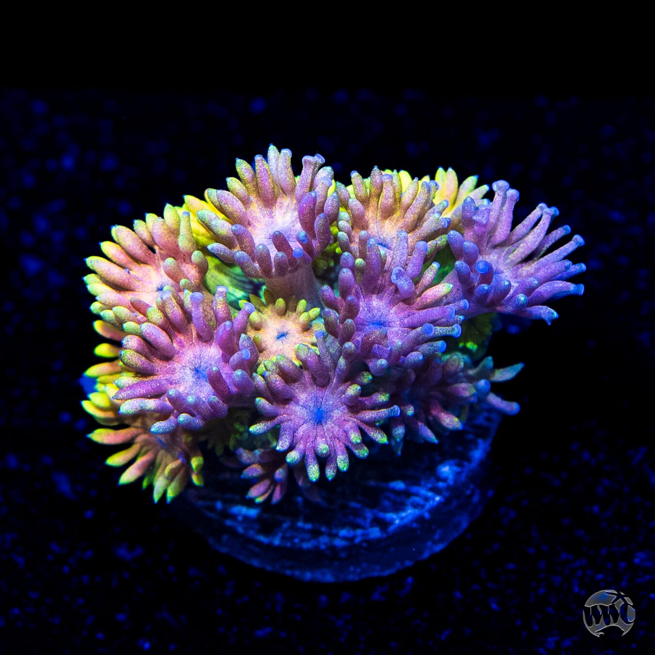 Grapeade Goniopora