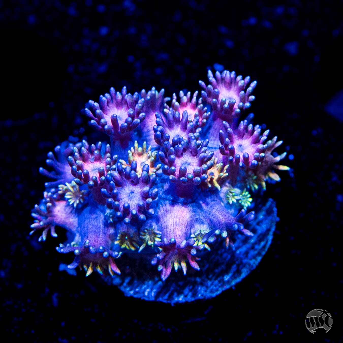 Grapeade Goniopora
