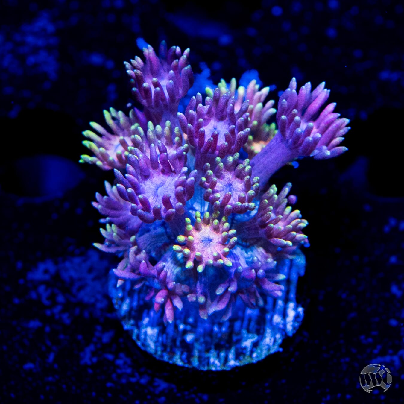 Grapeade Goniopora