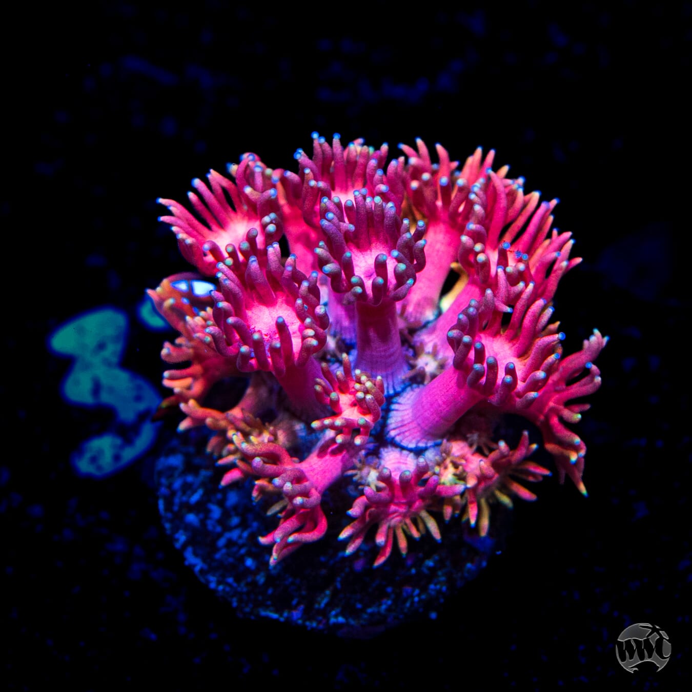 Jewel Thief Goniopora