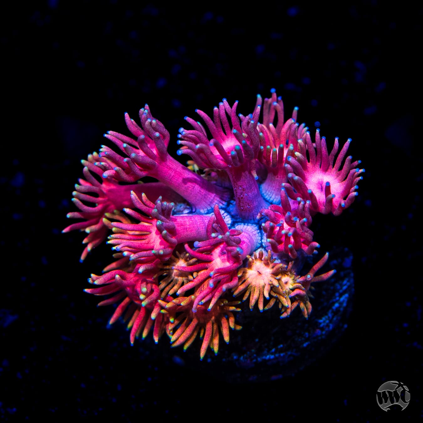 Jewel Thief Goniopora