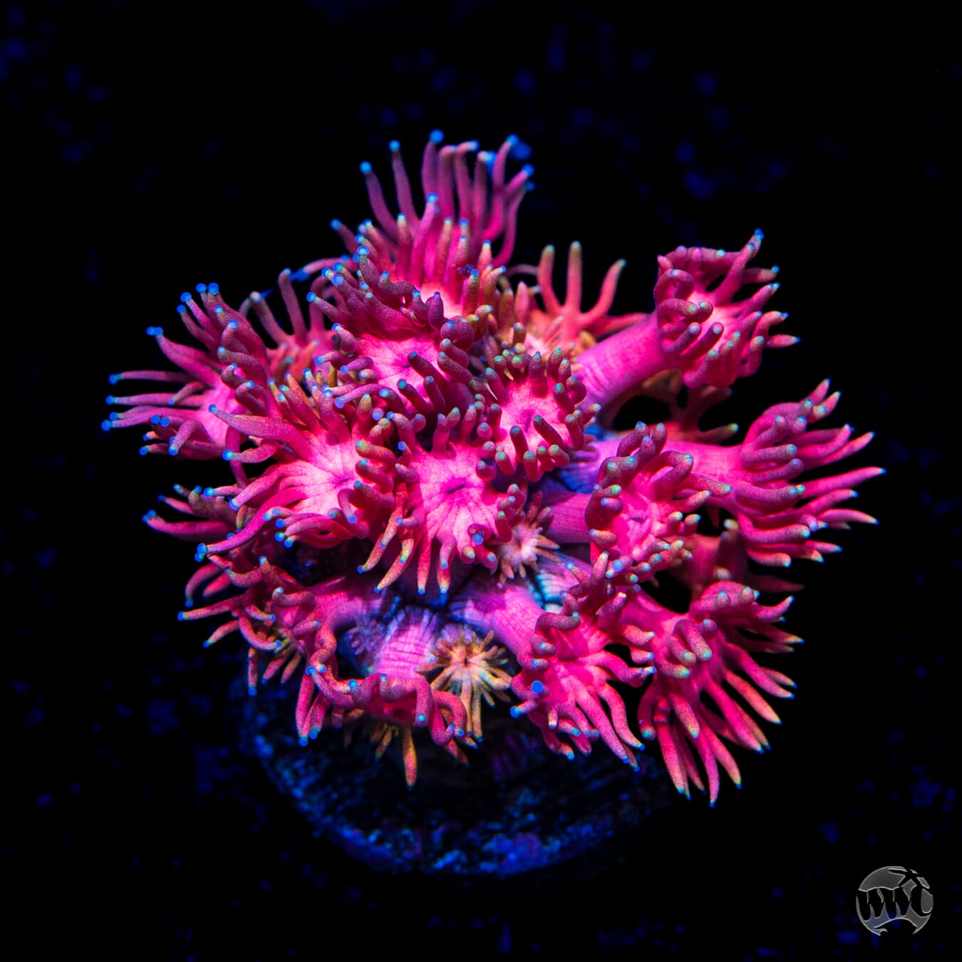 Jewel Thief Goniopora