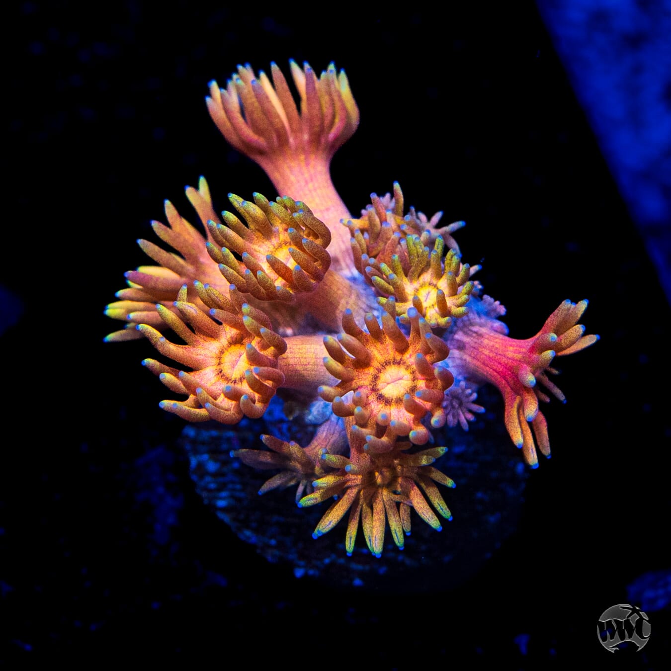 Mango King Goniopora