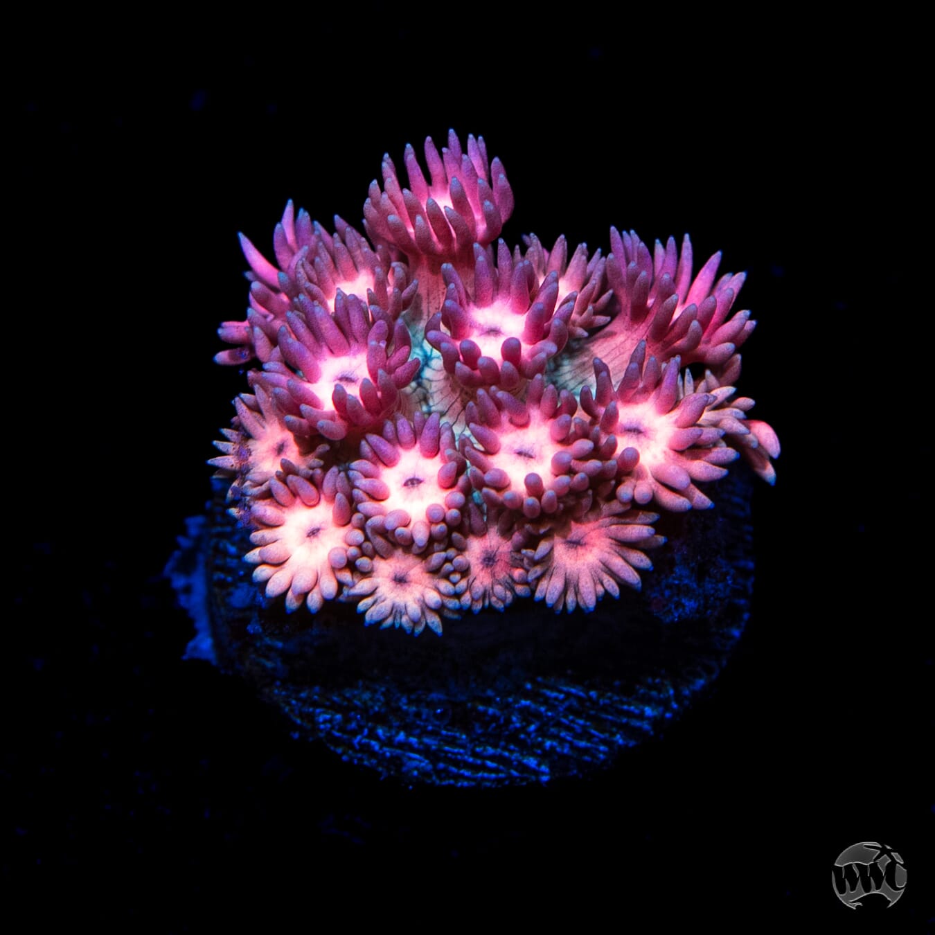 Pinkerton Goniopora