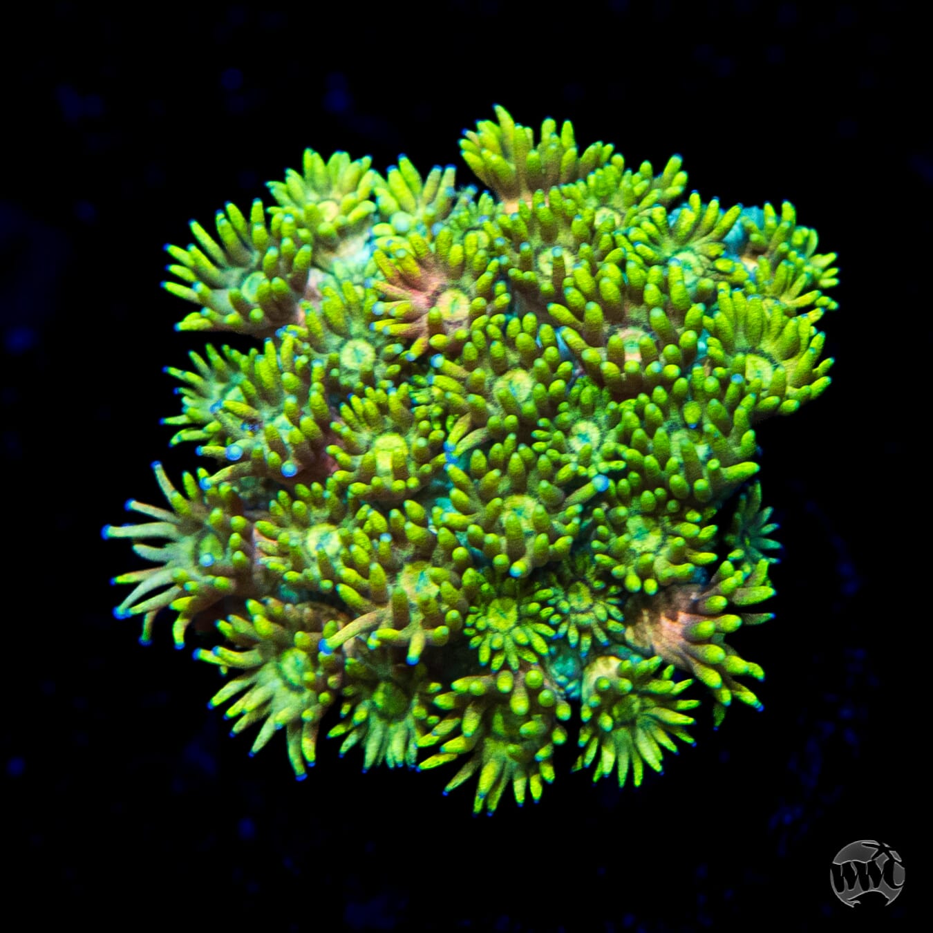 Electro Lemon Goniopora