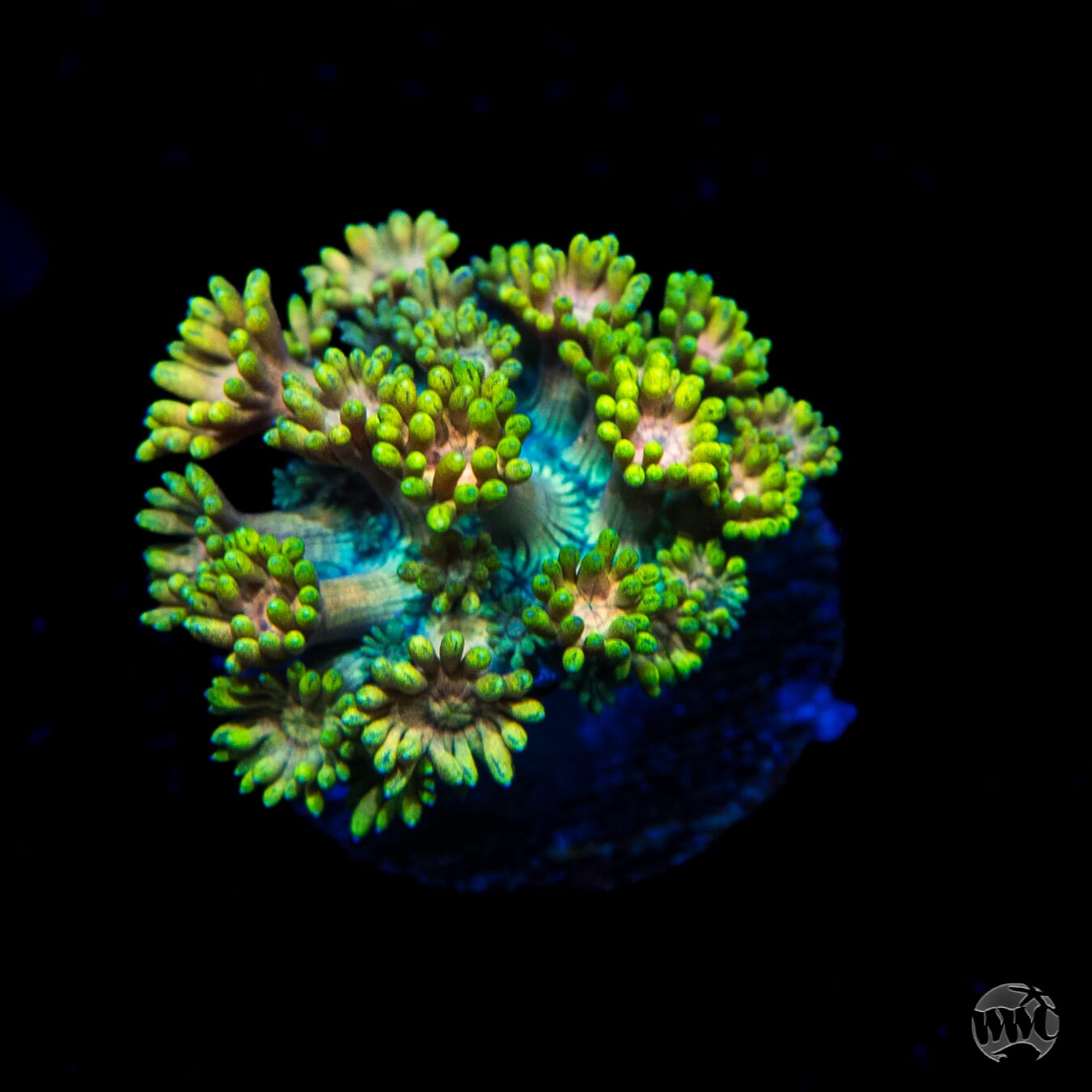 Electro Lemon Goniopora