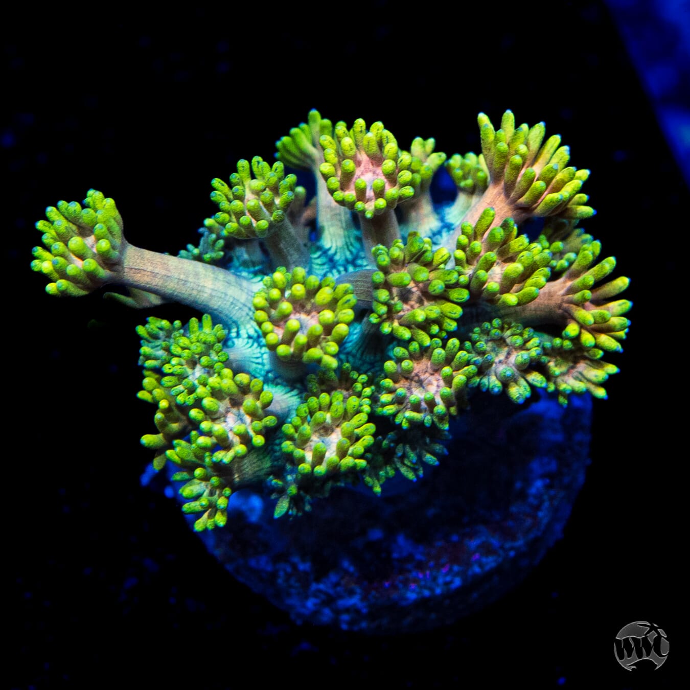 Electro Lemon Goniopora
