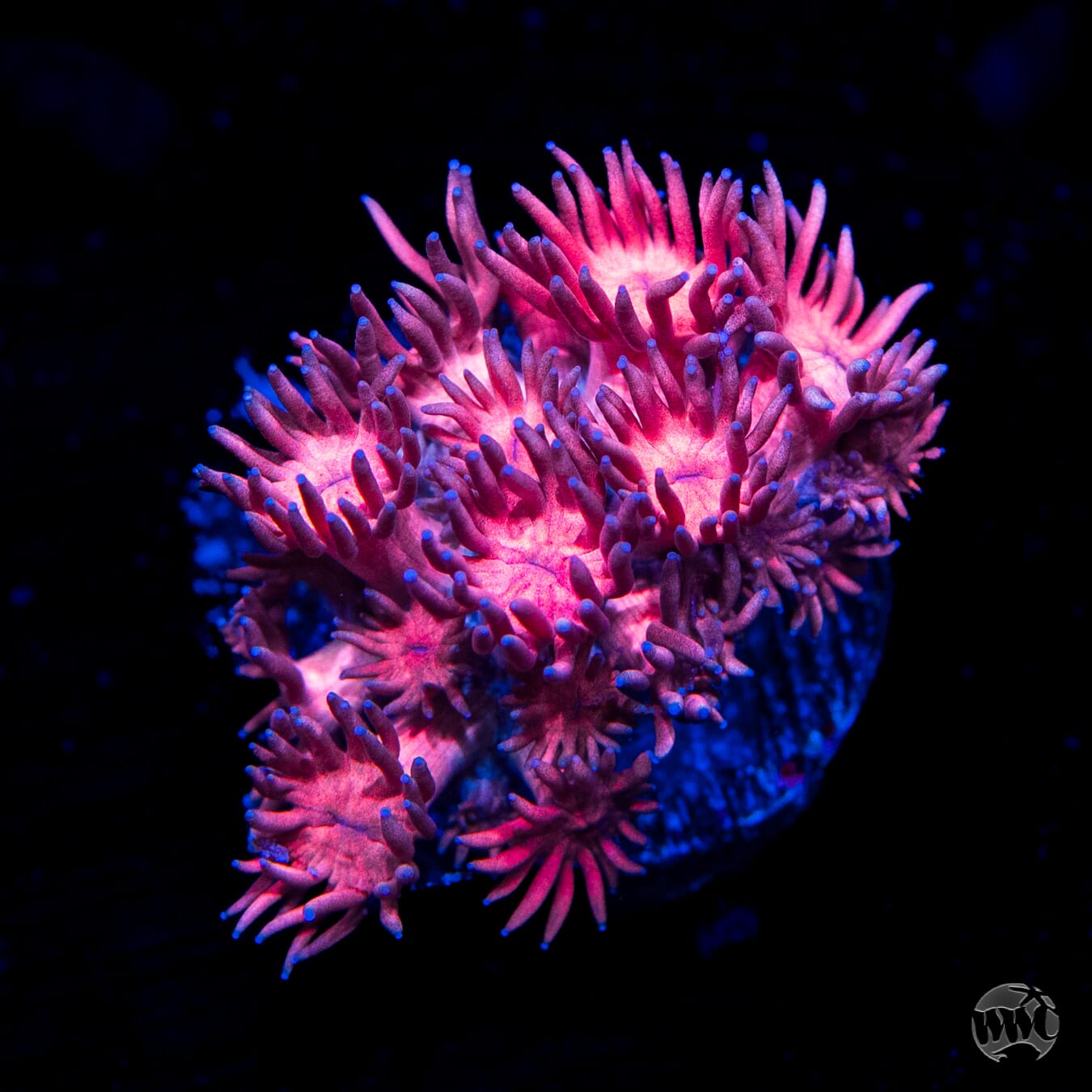 Pink Flamingo Goniopora