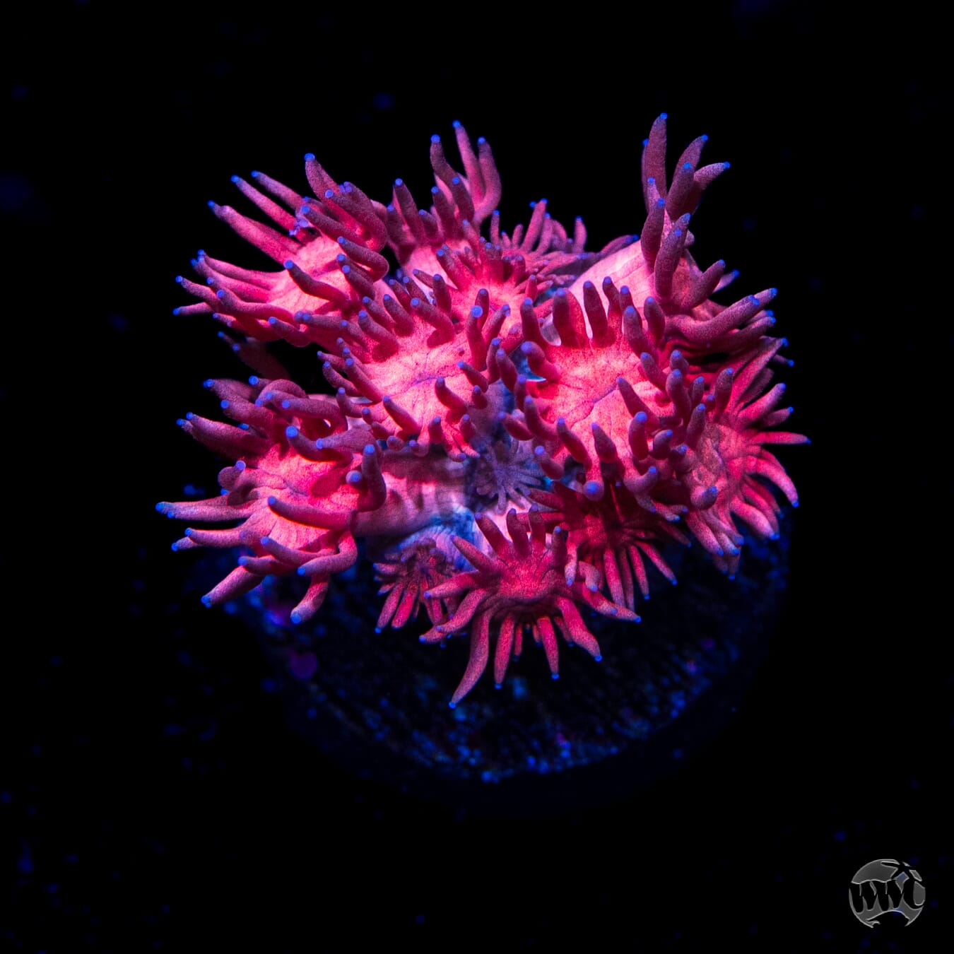 Pink Flamingo Goniopora
