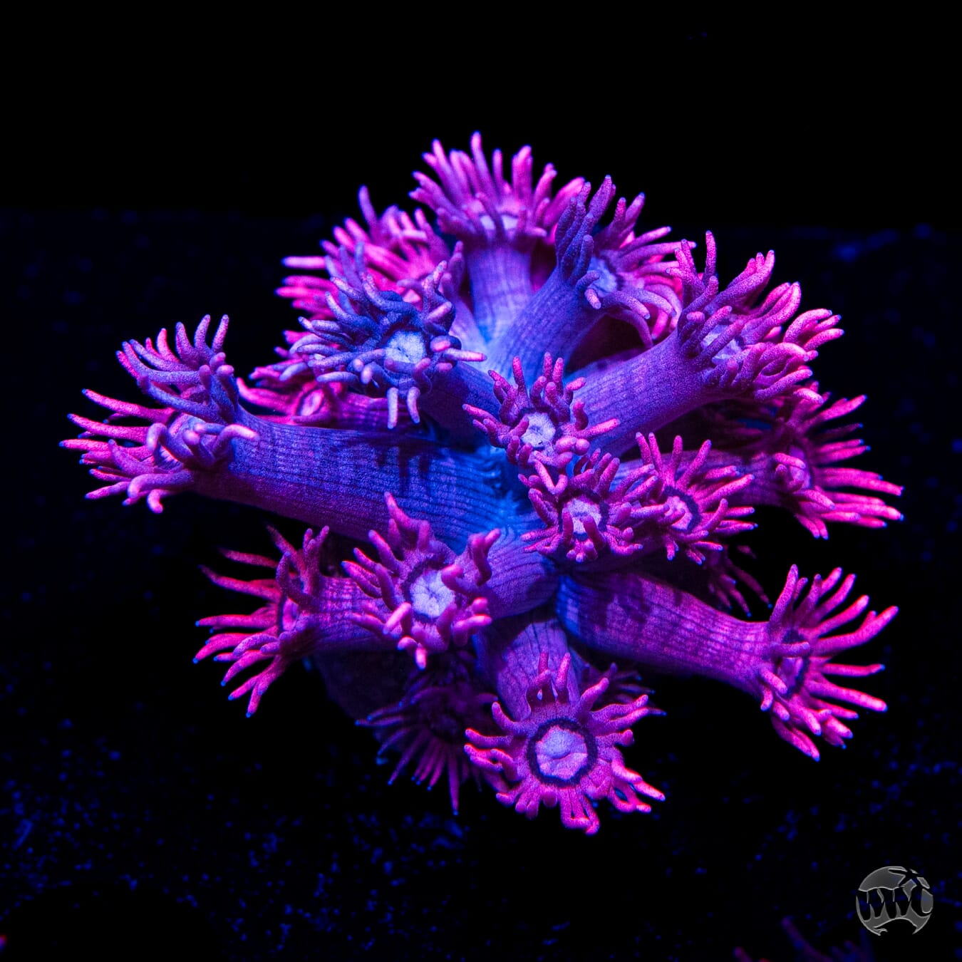 Pink Lady Goniopora