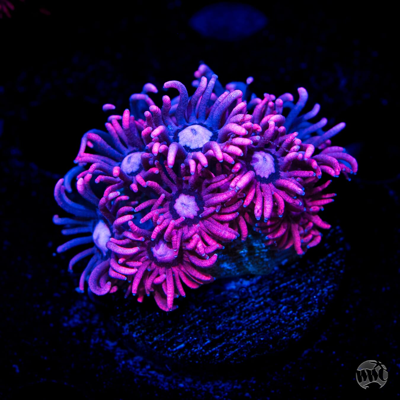 Pink Lady Goniopora