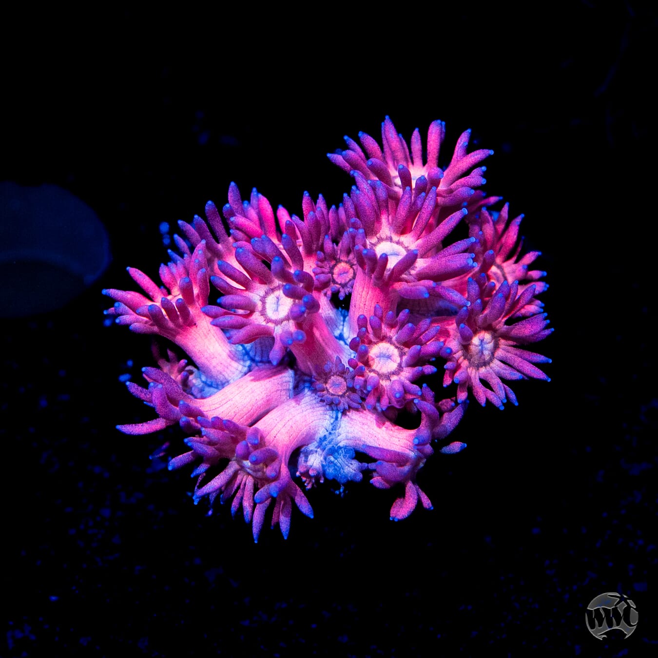 Passion Flower Goniopora