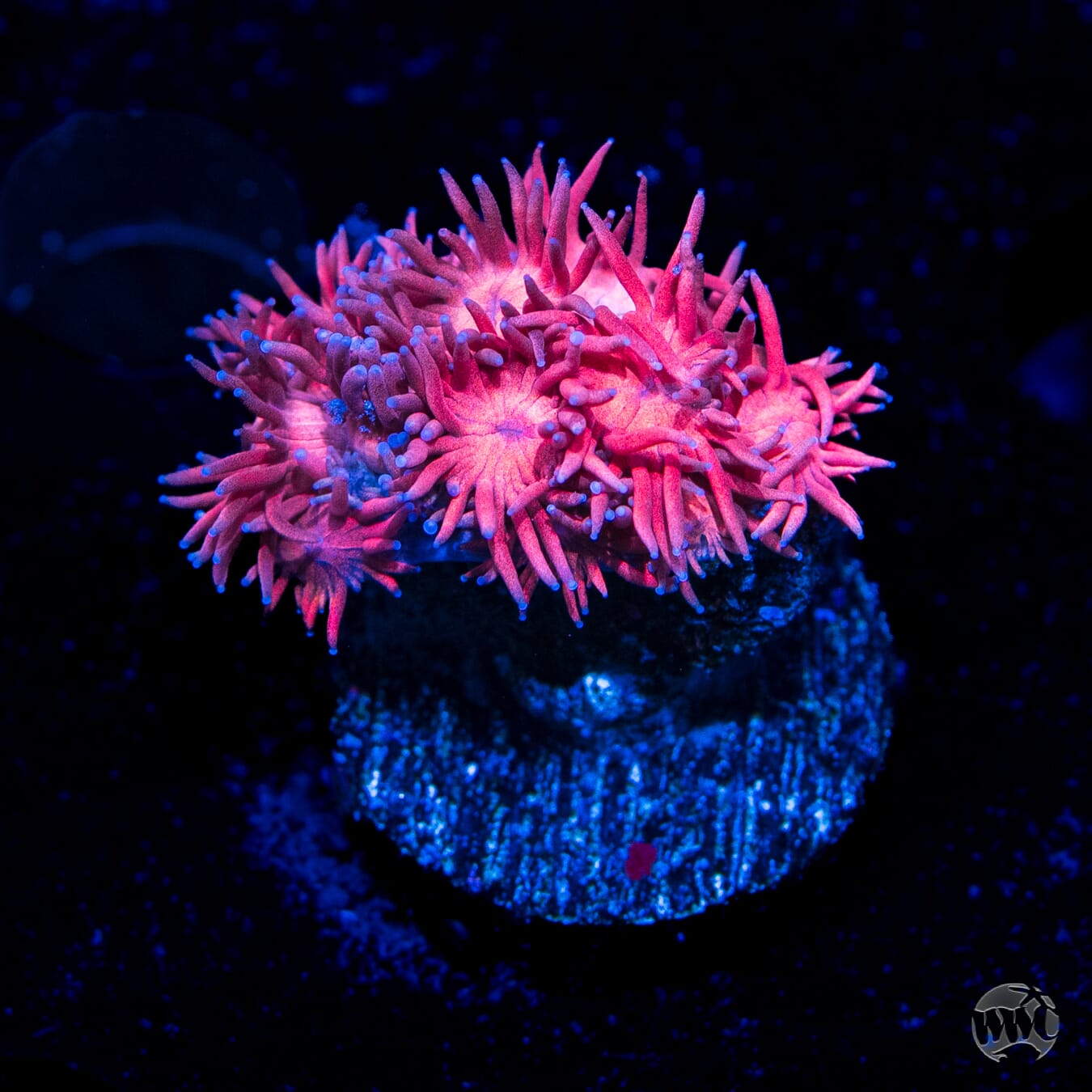 Pink Flamingo Goniopora