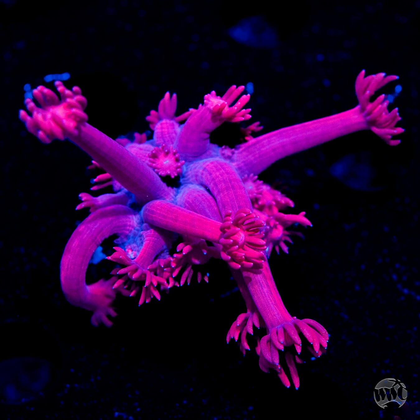 Fire Blossom Goniopora