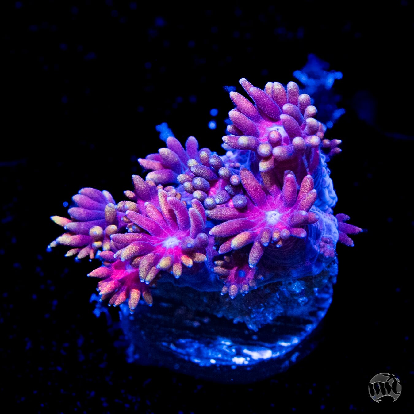 Bloodshot Goniopora