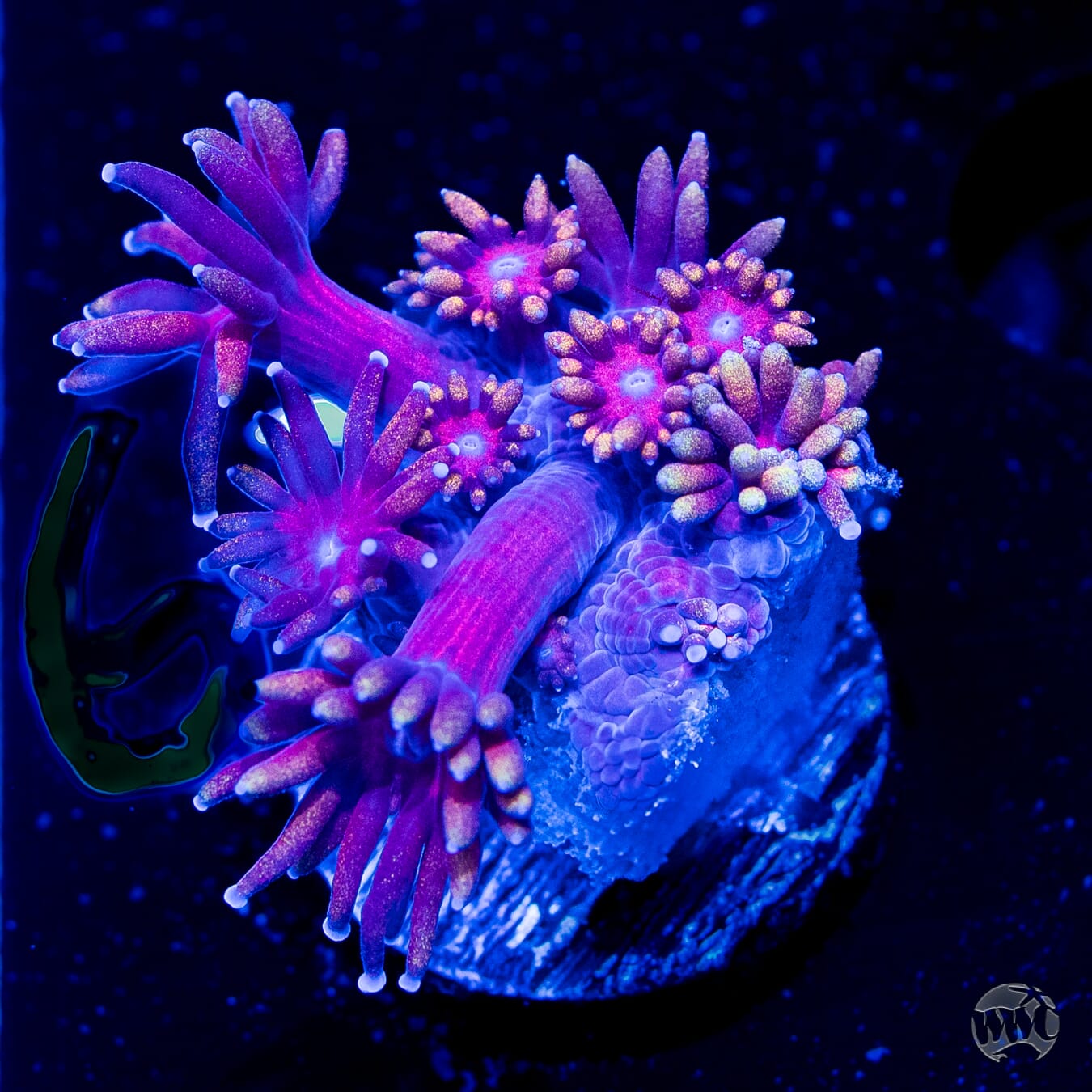 Bloodshot Goniopora