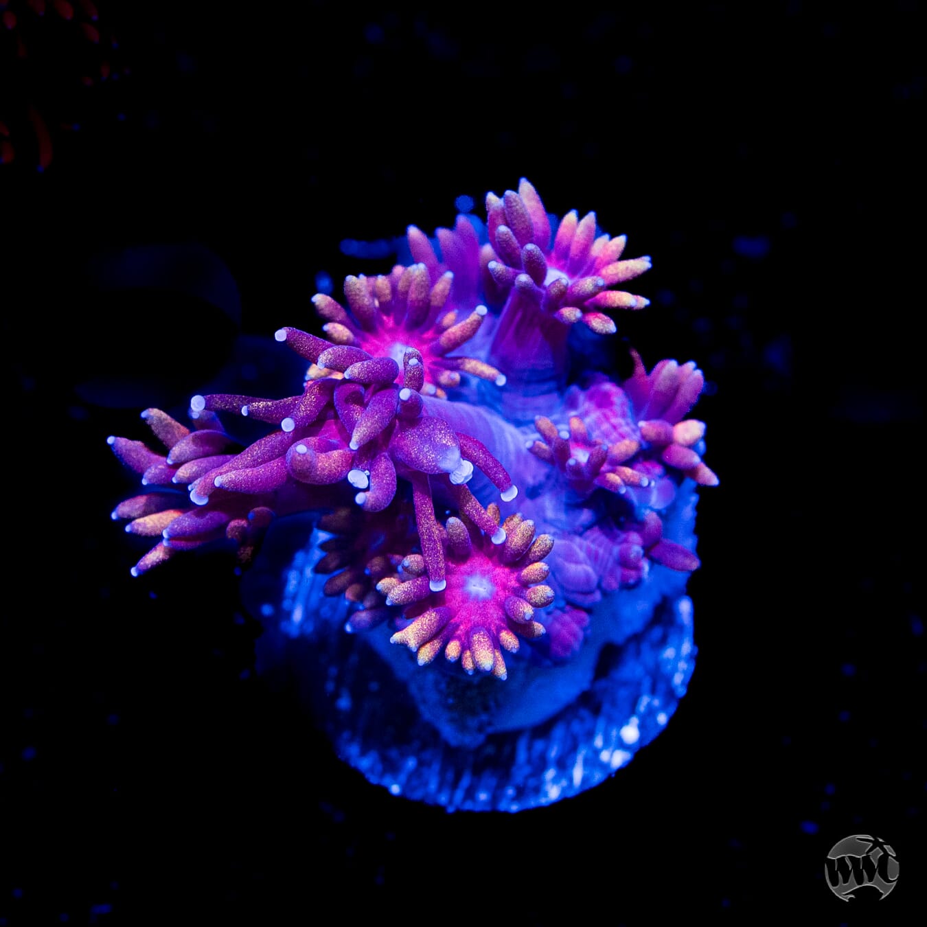 Bloodshot Goniopora