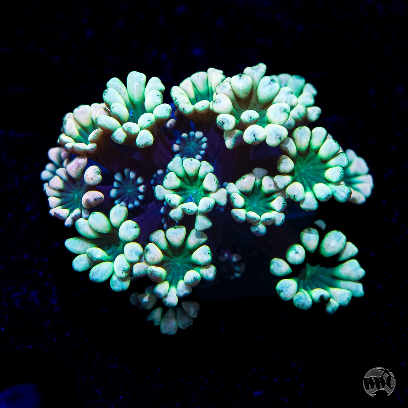 Emerald Hologram Alveopora