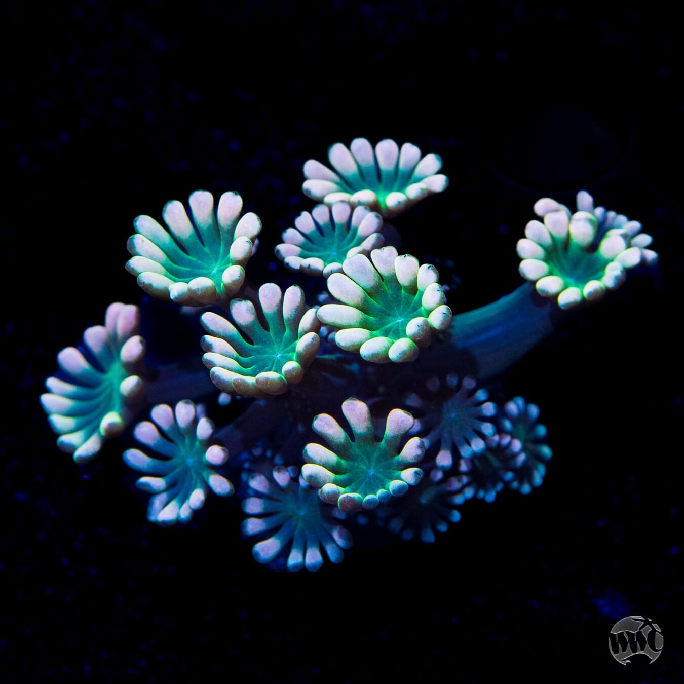 Emerald Hologram Alveopora