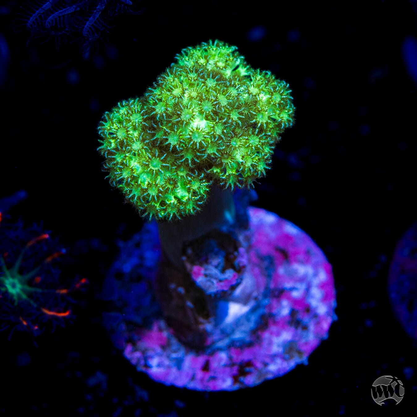 WWC Solomon Neon Hairy Leather