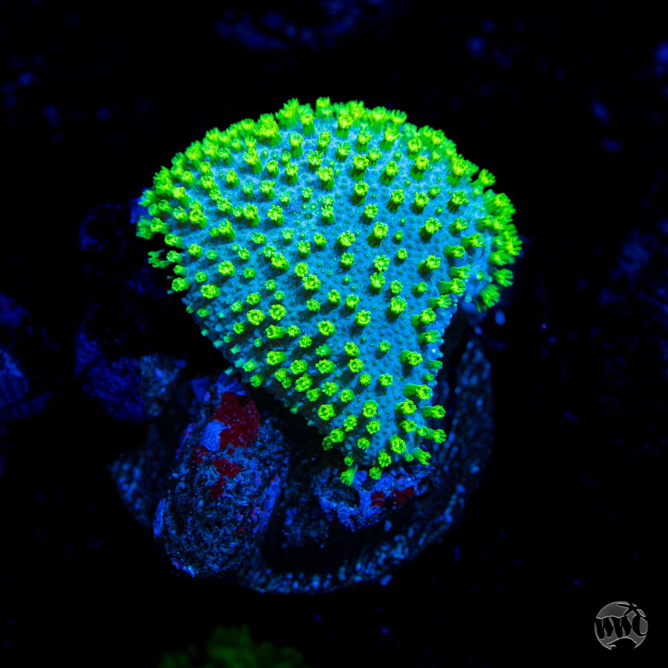 WWC Neon Toadstool Leather