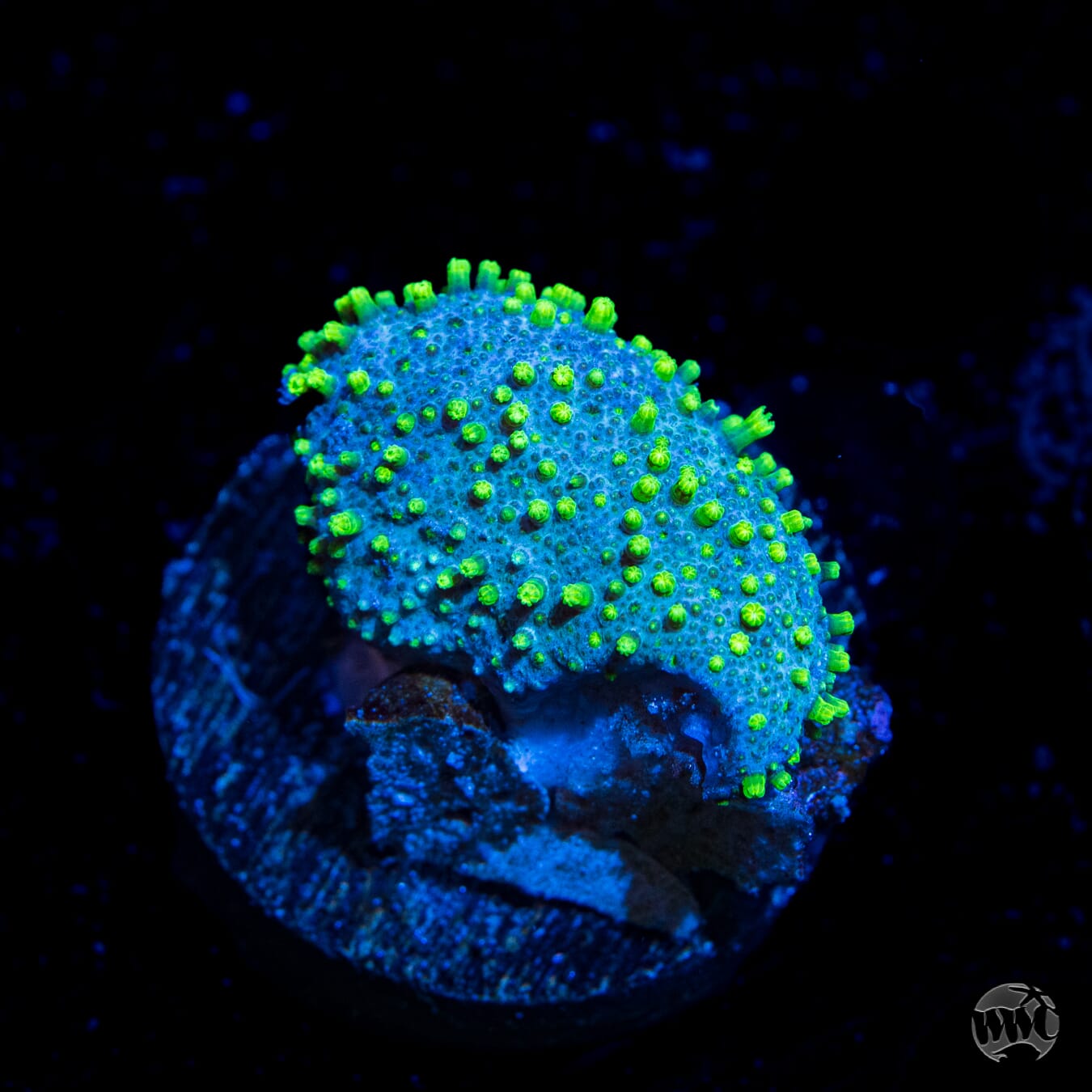 WWC Neon Toadstool Leather