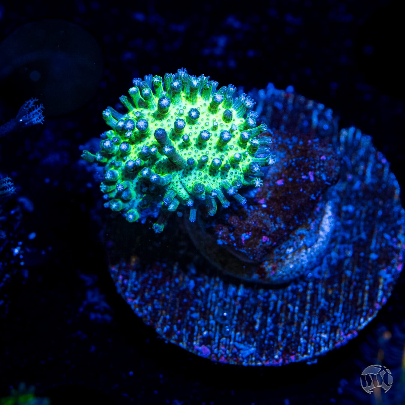 WWC Silver Polyp Toadstool Leather