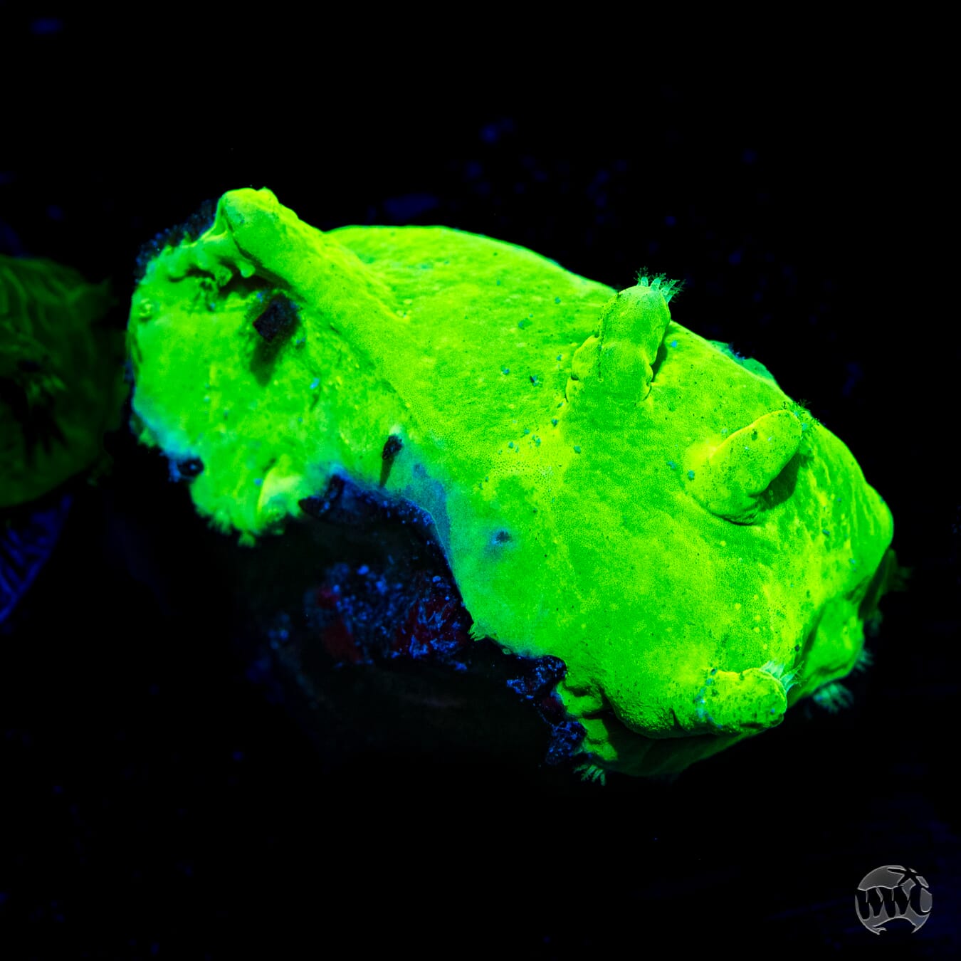 Neon Cabbage Leather